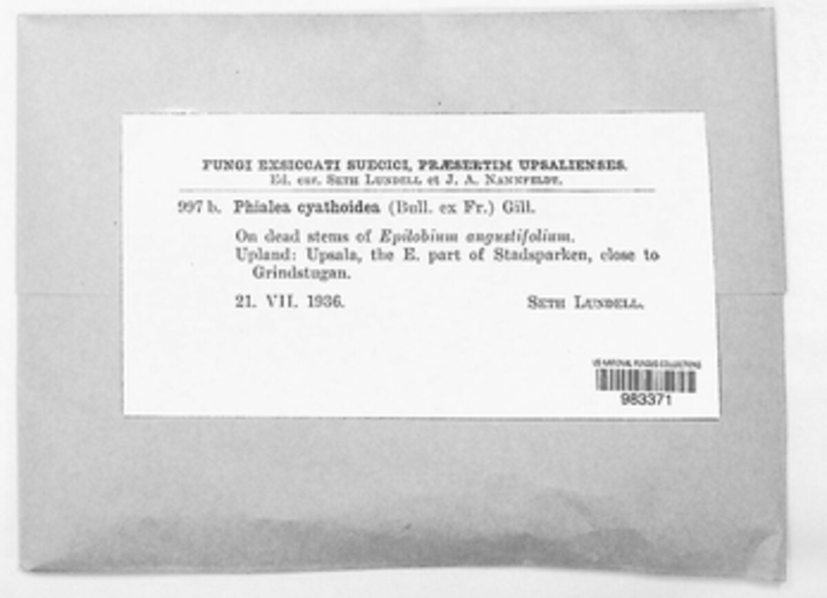 Cyathicula image